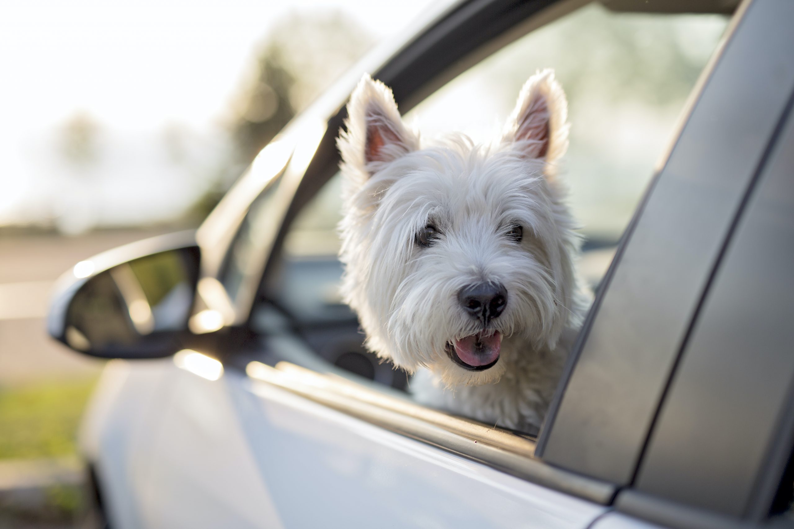 POWER PUPS: Keep your dog safe with these pet accessories